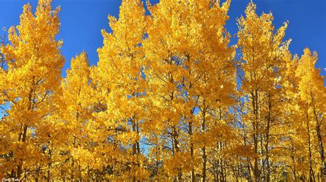 Your ultimate guide for Colorado's fall colors