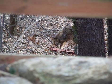 Survivalism: Nature is Calling You.: Coyotes in the Akron Ohio area.