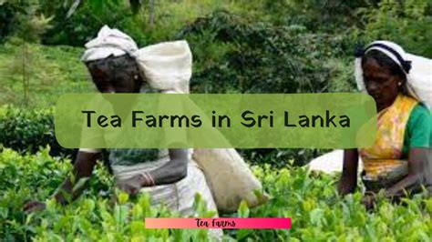 Famous tea farms in Sri Lanka - The Tea House Chronicles