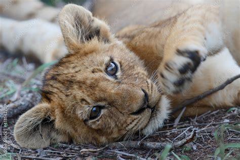 Lion cub resting in the bush of Sabi Sands Game Reserve in South Africa ...