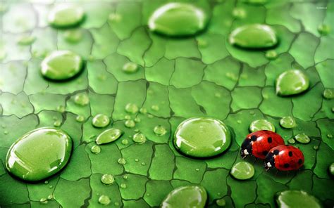 Ladybugs wallpaper - Animal wallpapers - #5096