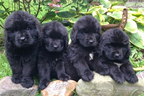 Rules of the Jungle: Newfoundland puppies