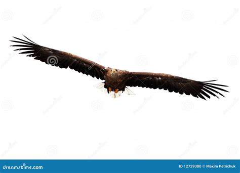 Flying golden eagle stock photo. Image of wing, flying - 12729380