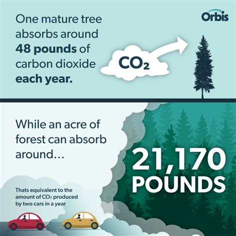 Going Green: The Environmental Benefits of Forestry - Orbis