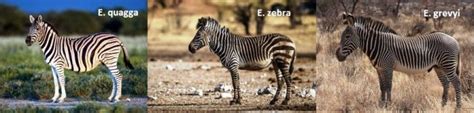 Zebras vs Horses: Similarities & Difference | Horse is Love