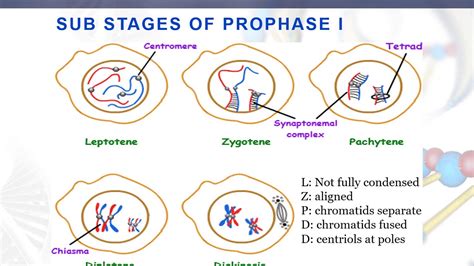 Lesson 64 Prophase I - YouTube