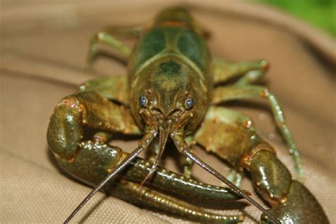 rusty crayfish images : Biological Science Picture Directory – Pulpbits.net