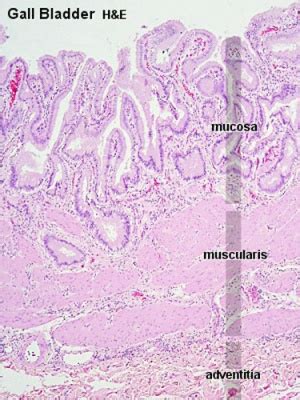 ANAT2241 Liver, Gallbladder, and Pancreas - Embryology