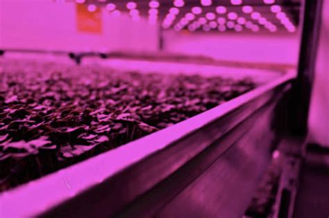 What are indoor farming techniques? - dmxspectrum