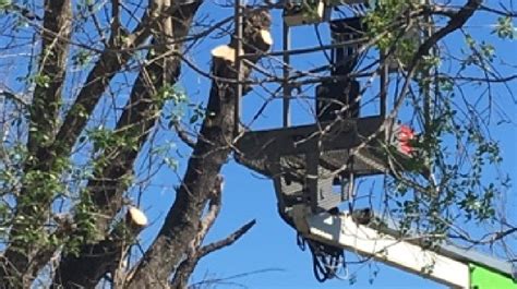 Man trimming tree near powerline shocked in West Bexar County | KABB