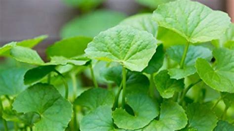 All Health Benefits of Wondrous Medicinal Plants – Indian Pennywort