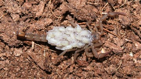 New scorpion species found in Ariz.