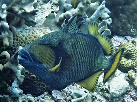 Titan triggerfish - Moalboal Reef Species