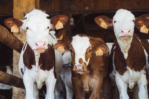 Images Gratuites : animal, aliments, troupeau, bovine, veau, laitier, vache laitière, Bétail ...