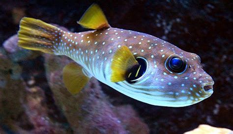 Comunità ascesa cascante puffer fish species Stabile squallido Punto esclamativo