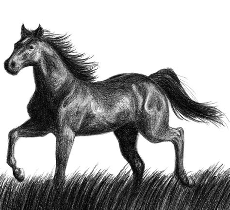 Black Stallion Drawing at PaintingValley.com | Explore collection of Black Stallion Drawing