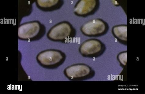 Microscope ant Stock Videos & Footage - HD and 4K Video Clips - Alamy