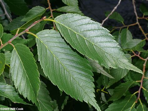 American Elm (Ulmus americana)