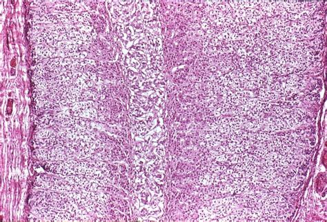 Pin de san f en Histology | Histología, Microscopio