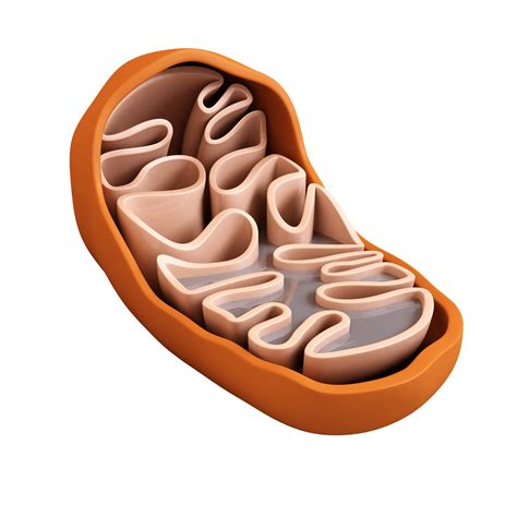 Diagram Of Mitochondria With Labelling