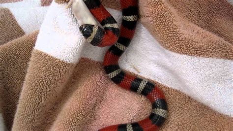 milk snake feeding - YouTube