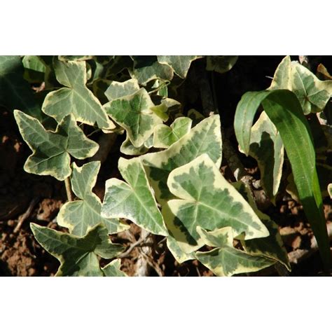 Hedera helix variegated