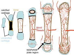 Cartilage, Bone & Ossification: The Histology Guide