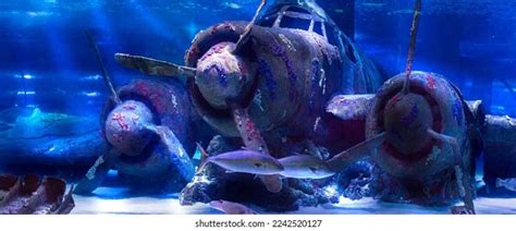 Sunken Plane Under Water Antalya Aquarium Stock Photo 2242520127 | Shutterstock