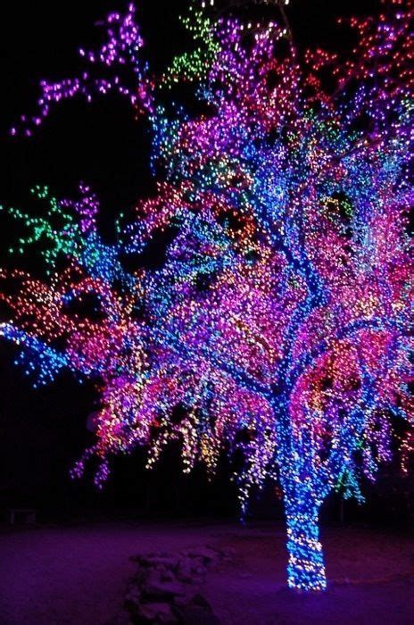 How to Wrap a Tree with Christmas Lights - Christmas Lights, Etc | Outdoor christmas, Outdoor ...