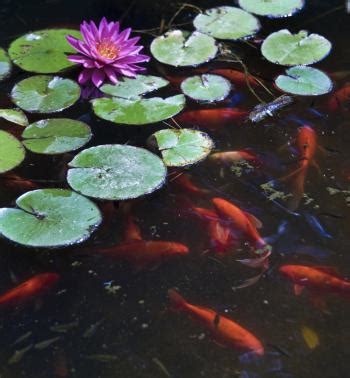 Goldfish Pond Maintenance In 16 Steps