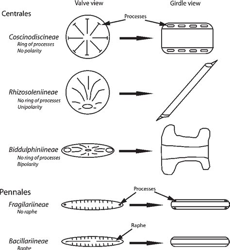 Classification of Diatoms Kingdom : Protista Phylum : Chrysophyta Class ...