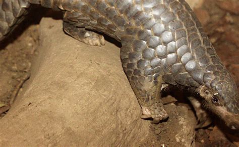 Graphic video reveals brutality of pangolin poaching in northeast India