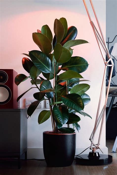 10 Lush Indoor Plants Ideas To Decorate Your Home - Decoholic | Plantas ...