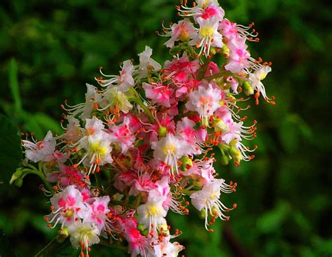 Chestnut tree flowers | Flickr - Photo Sharing!