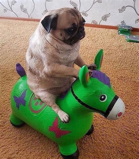 Caption this...now pug is rider. #pug #pugs #puglia #puggle #puggy | Funny pug pictures, Pugs ...