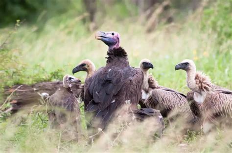 Lappet-Faced Vulture - Facts, Diet, Habitat & Pictures on Animalia.bio