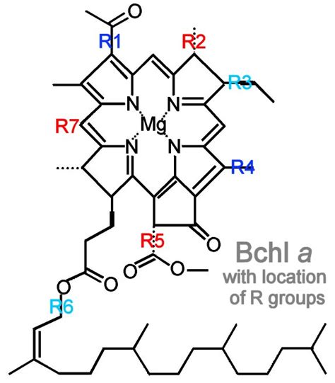 Photosynthesis: Bacteriochlorophylls