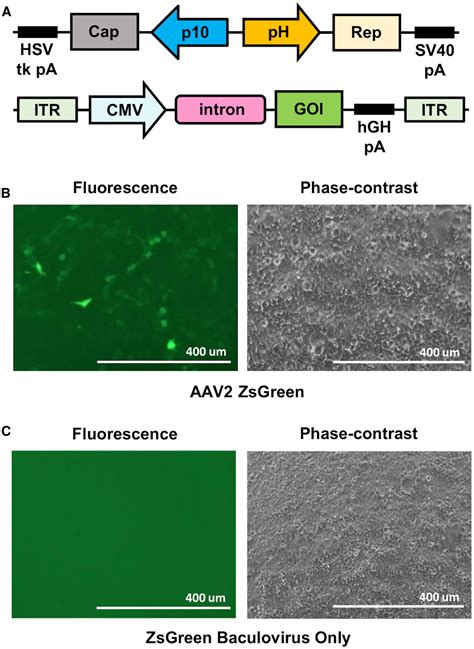 Chemically Defined, High-Density Insect Cell-Based Expression System ...