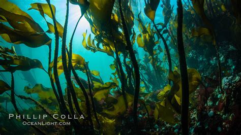 Bull Kelp Forest, Nereocystis luetkeana photo, British Columbia, Canada