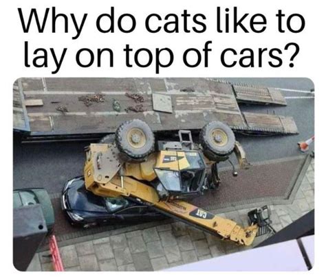 My cat is on my car again. Smh : r/dankmemes