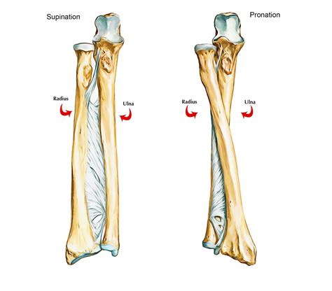 sindesmose | Radius bone, Anatomy, Medical anatomy