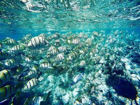 Swimming in the Hanauma Bay - How many fish can you count 😀 ??? Location: Hanauma Bay - Hawaii ...