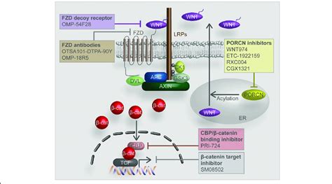 Wnt/β-catenin signaling inhibitors in current and past clinical trials... | Download Scientific ...