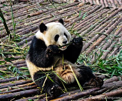 Panda Raksasa di Taman Safari Indonesia