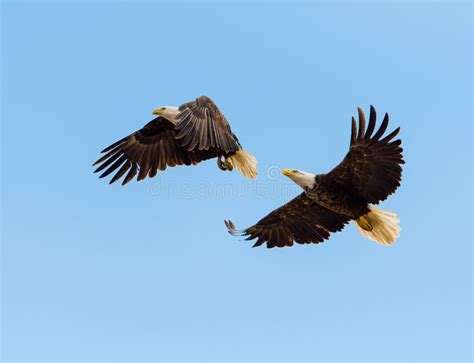 Bald Eagles in flight stock image. Image of sitting, eagles - 64004199