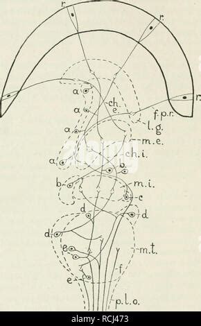 Astacus anatomy 1 Stock Photo - Alamy