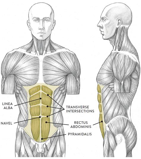 Torso Anatomy Diagram Torso Anatomy Diagram Human Anatomy Torso | Porn ...