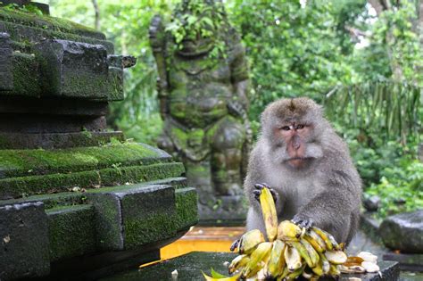 Bali Monkey Forest Tours