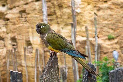 What is the Kakapo Bird? - WorldAtlas