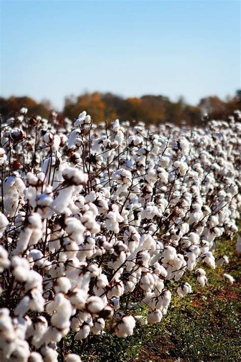 Alabama Cotton fields. Southern Life, Southern Charm, Cotton Fields ...